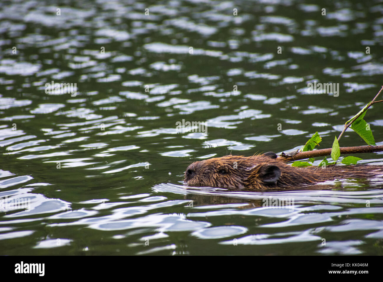 Biber mit einem Schießen in einem alaskan See Stockfoto