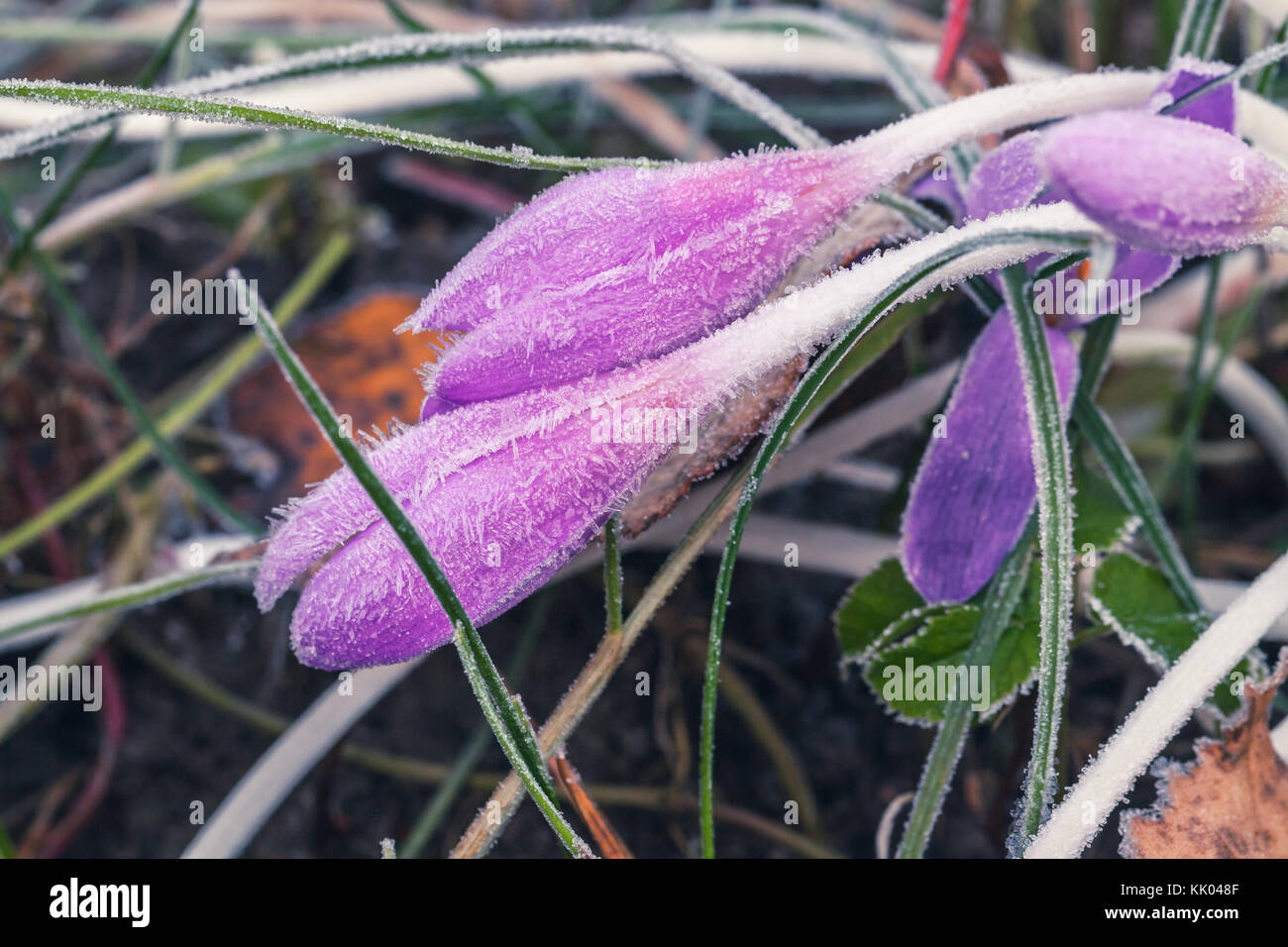 Crocus Blumen bedeckt mit Frost wachsen auf kalten Herbst Wiese. Makro Foto mit selektiven Fokus Stockfoto