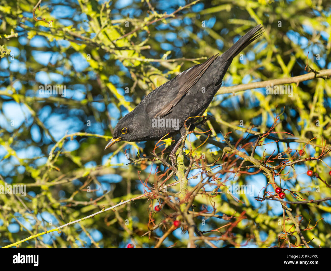 Amsel Turdus merula männlichen Fütterung auf schlehe Berry im blackthorn Hedge Norfolk Stockfoto