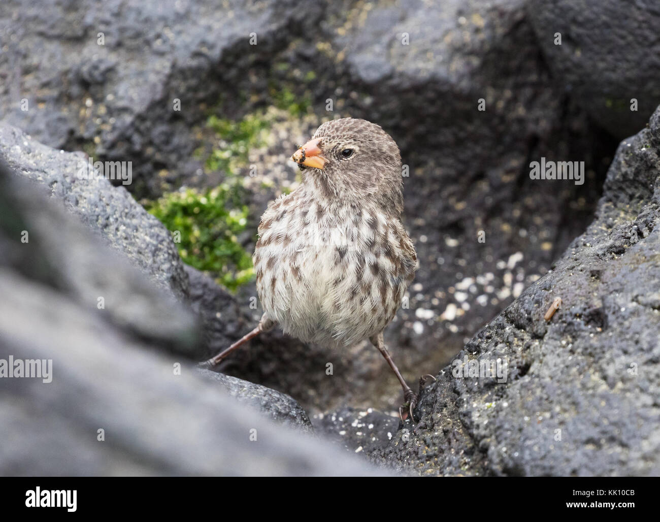 Medium Grundfinken, erwachsene Frau, (Geospiza Fortis), Espanola Island, Galapagos, Ecuador Südamerika Stockfoto