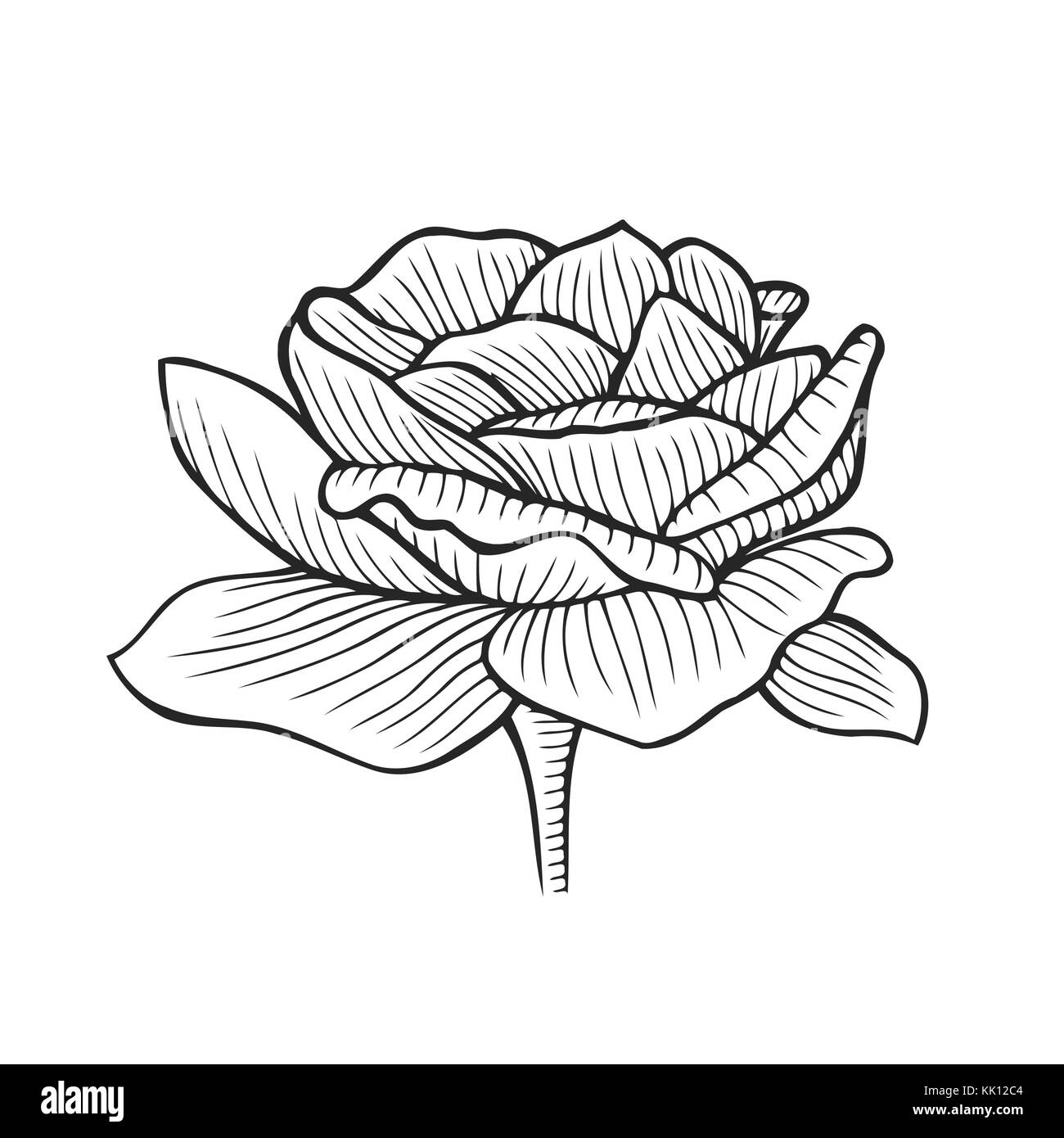pfingstrose zeichnen blumen zeichnung, hand gezeichnet pfingstrose, blume florale gravur vector, Design ideen