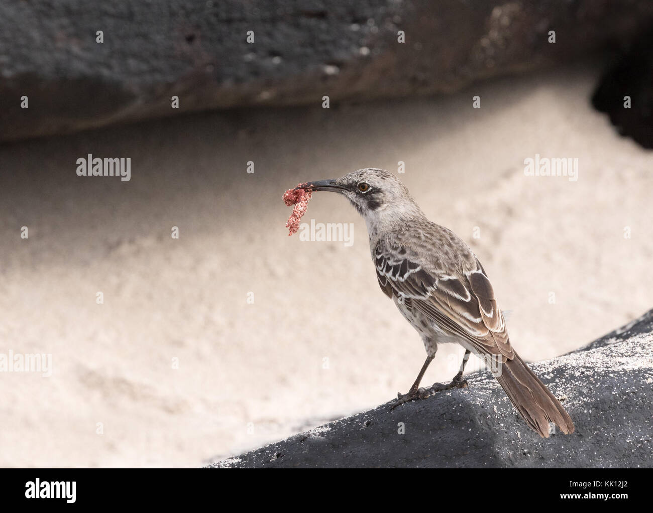 Galapagos Spottdrossel Fütterung, (Mimus parvulus), Insel Floreana, Galapagos, Ecuador, Südamerika Stockfoto