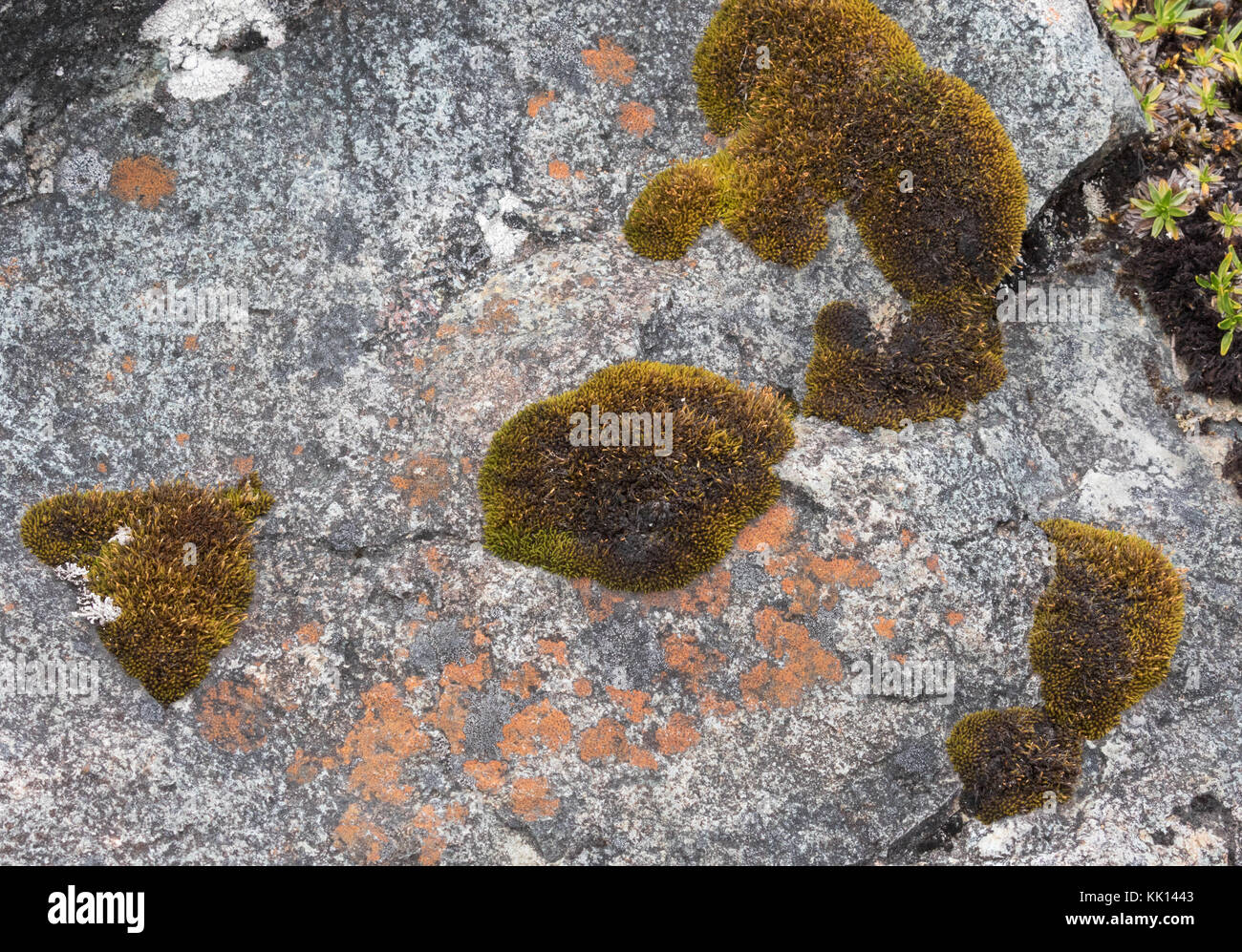 Moos und Lichen, die auf einem Felsen wachsen, im Nationalpark von Ekuador Stockfoto