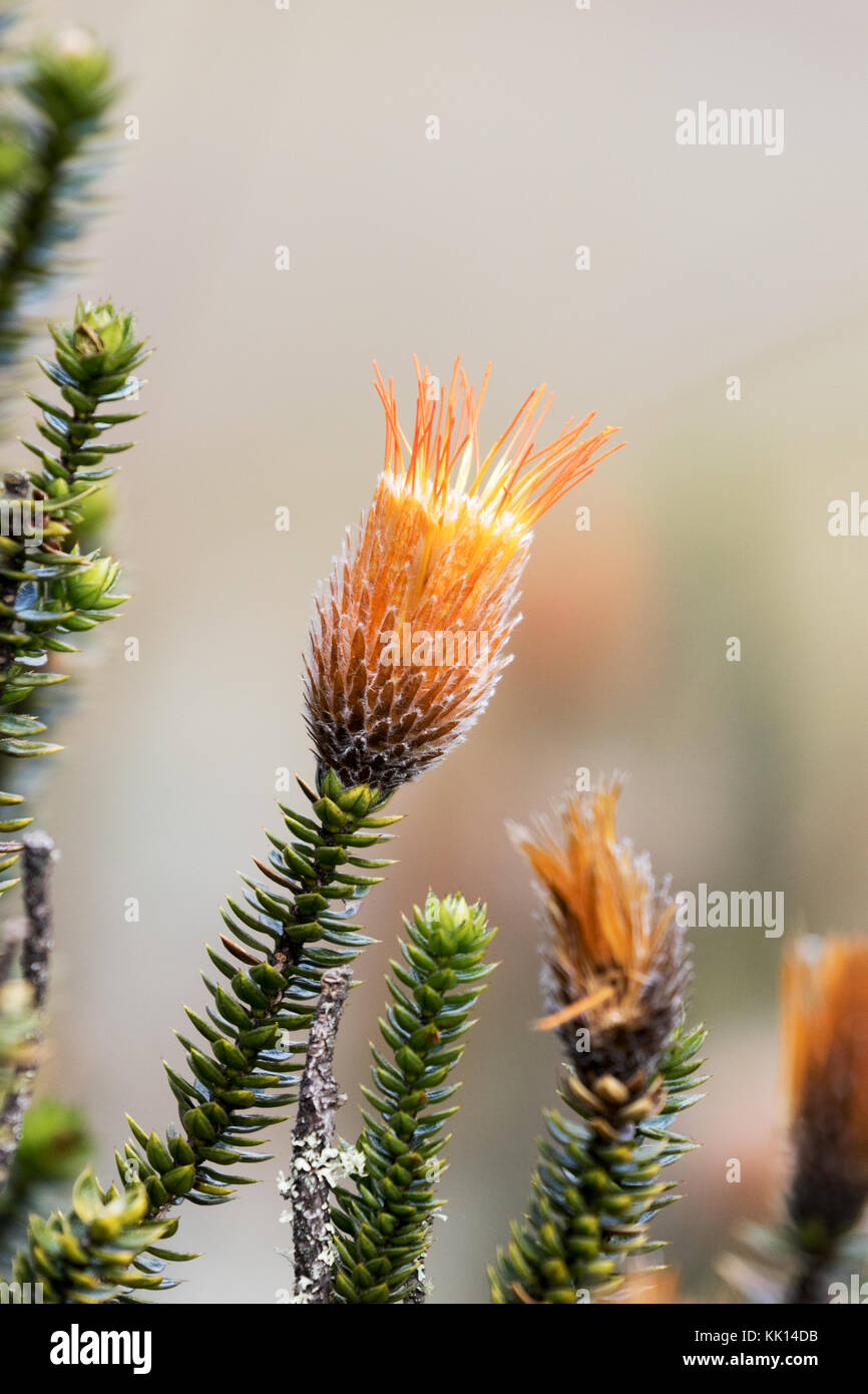 Ecuador Blume - Die Blume der Anden, Chuquiraga jussieui, wachsende in Ecuador Südamerika Stockfoto