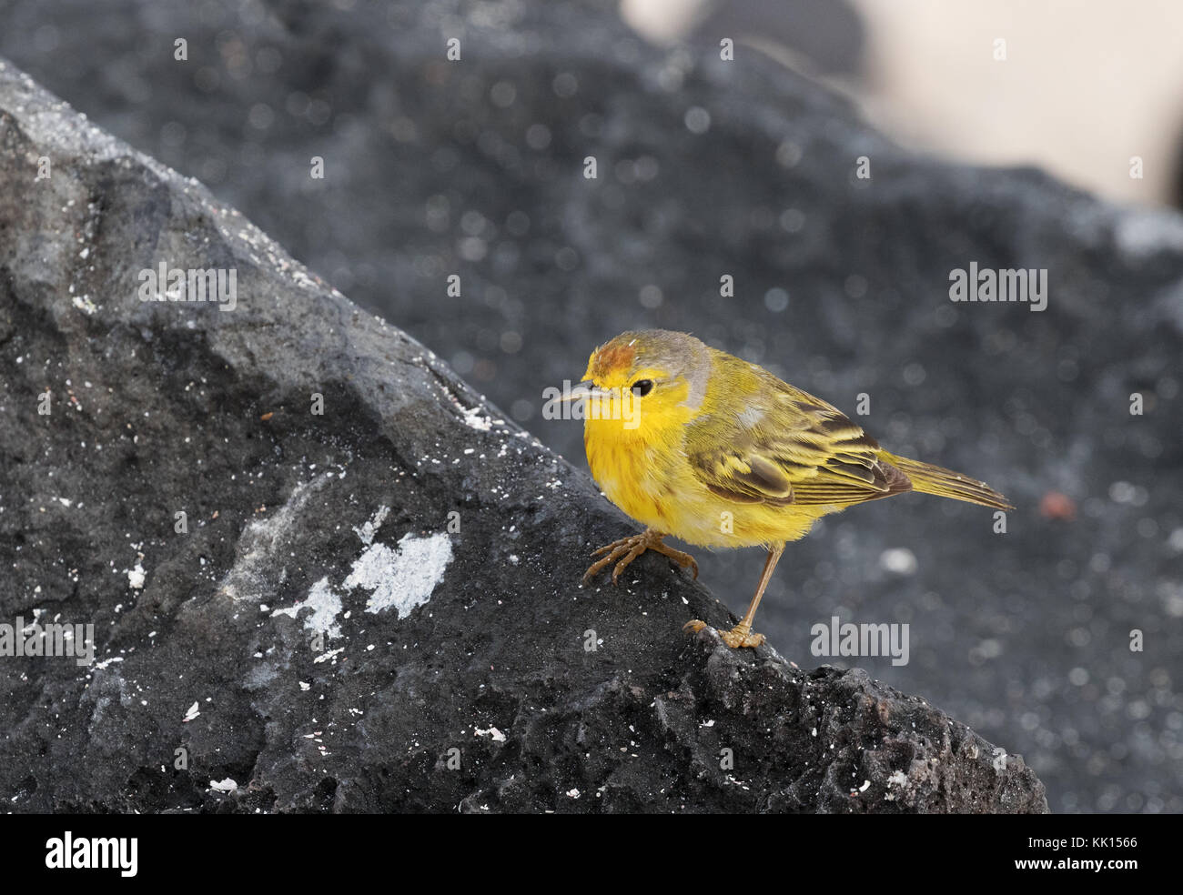 Yellow Warbler, (Setophaga petechien), Insel Floreana, Galapagos, Ecuador, Südamerika Stockfoto