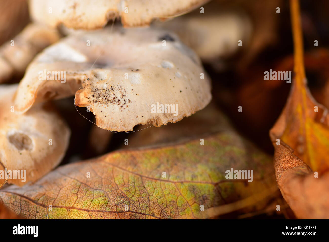 Pilze wachsen in einem Wald Stockfoto