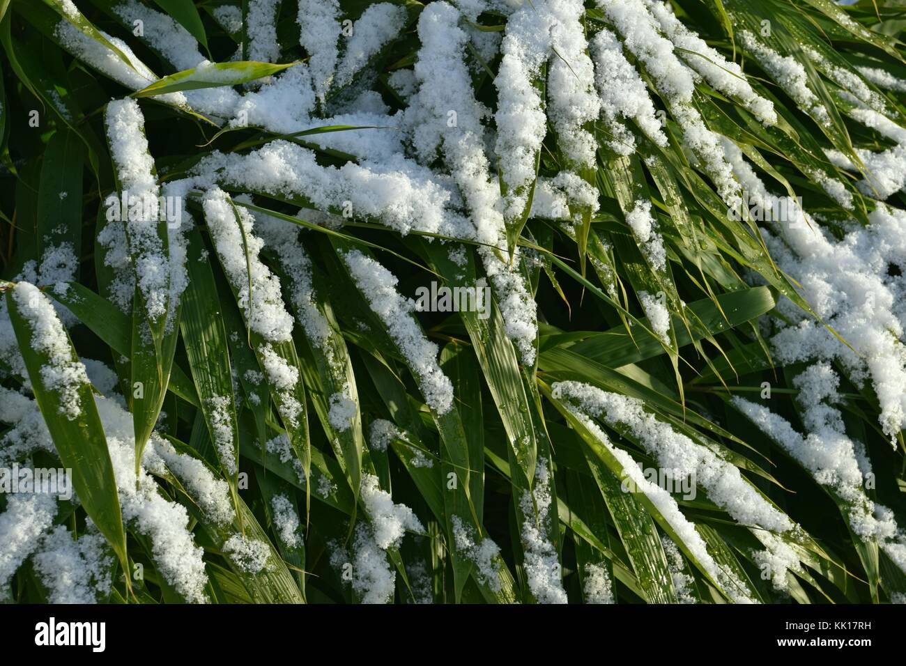 Bambus mit Schnee bedeckt Stockfotografie - Alamy
