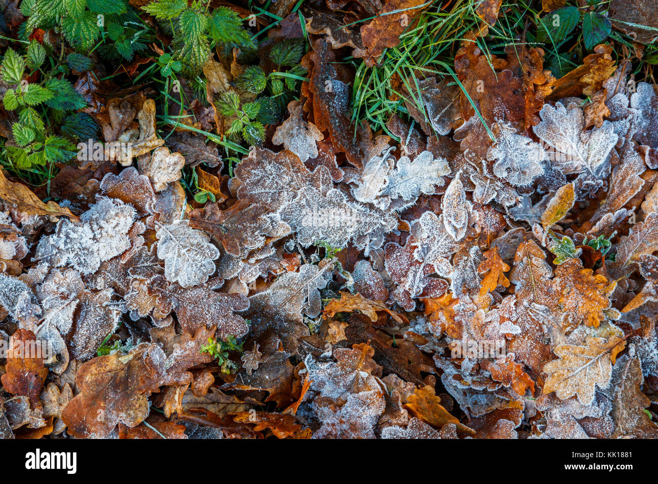 Bei kaltem Wetter & Natur: Gefallene eisig, frostig Eichenlaub mit Frost und Eiskristalle in der Nähe im späten Herbst/Frühwinter, Surrey, Südosten, England, Grossbritannien Stockfoto