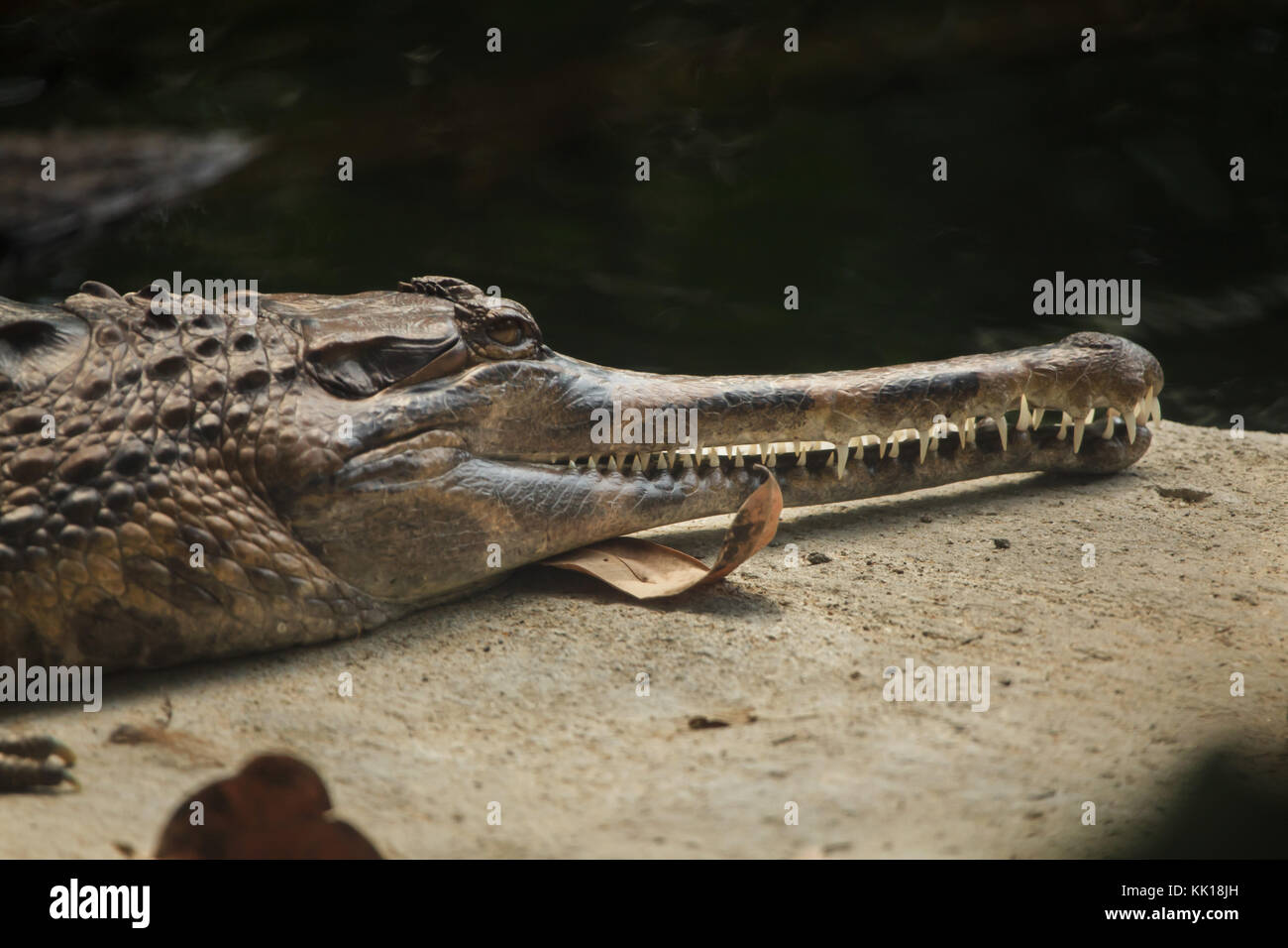 Falsches Gharial (Tomistoma schlegelii), auch als Tomistom bekannt. Stockfoto