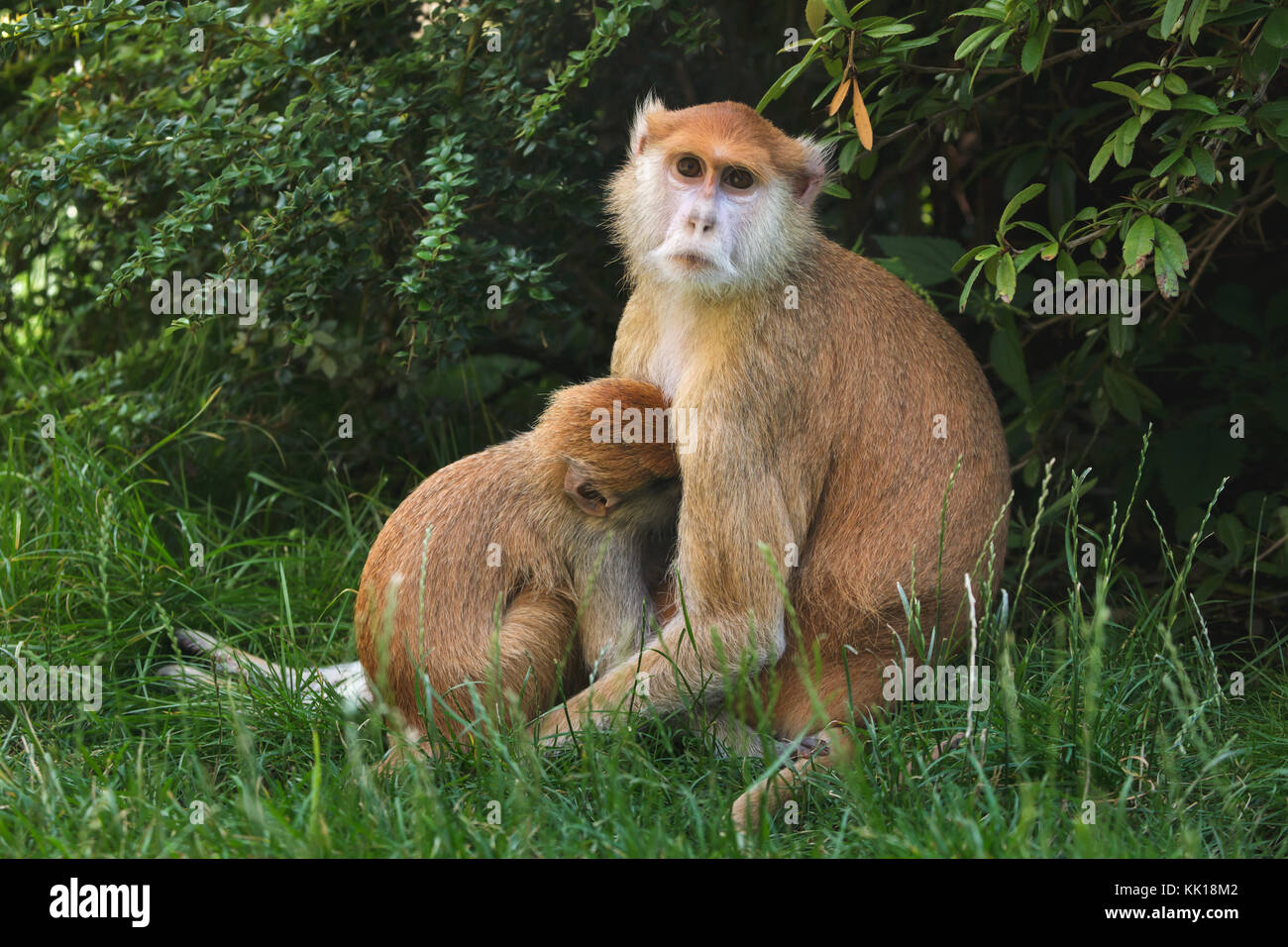 Patas-Affe (Erythrocebus patas), auch bekannt als Husarenaffen, der sein neugeborenes Baby füttert. Stockfoto