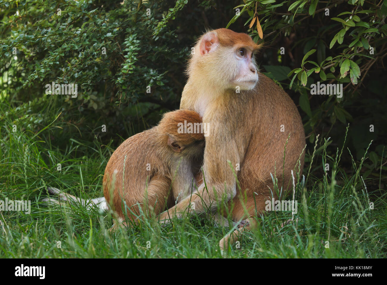 Patas-Affe (Erythrocebus patas), auch bekannt als Husarenaffen, der sein neugeborenes Baby füttert. Stockfoto