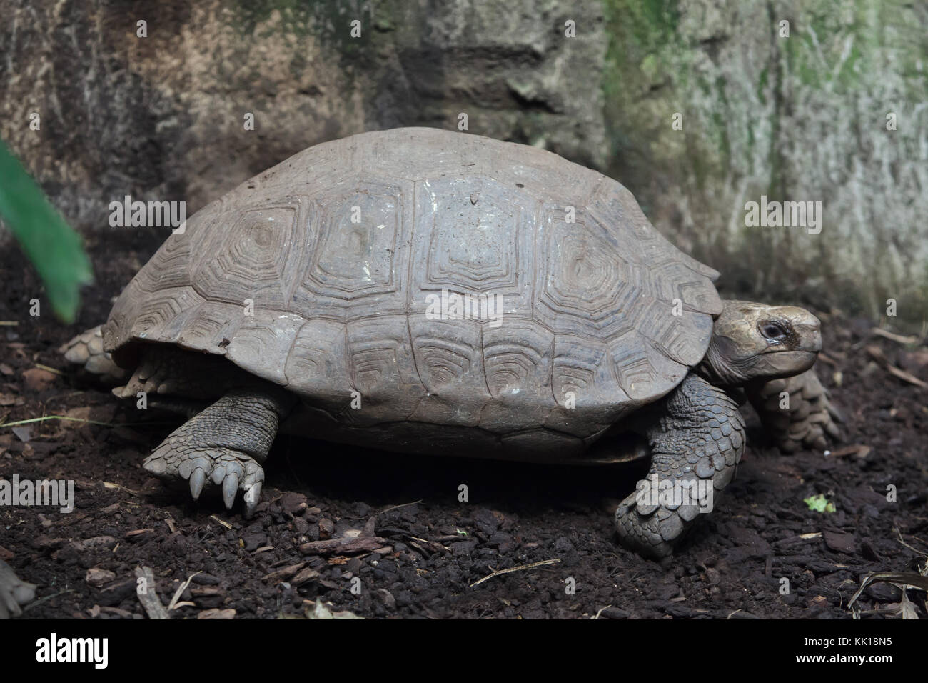 Manuria emys -Fotos und -Bildmaterial in hoher Auflösung – Alamy