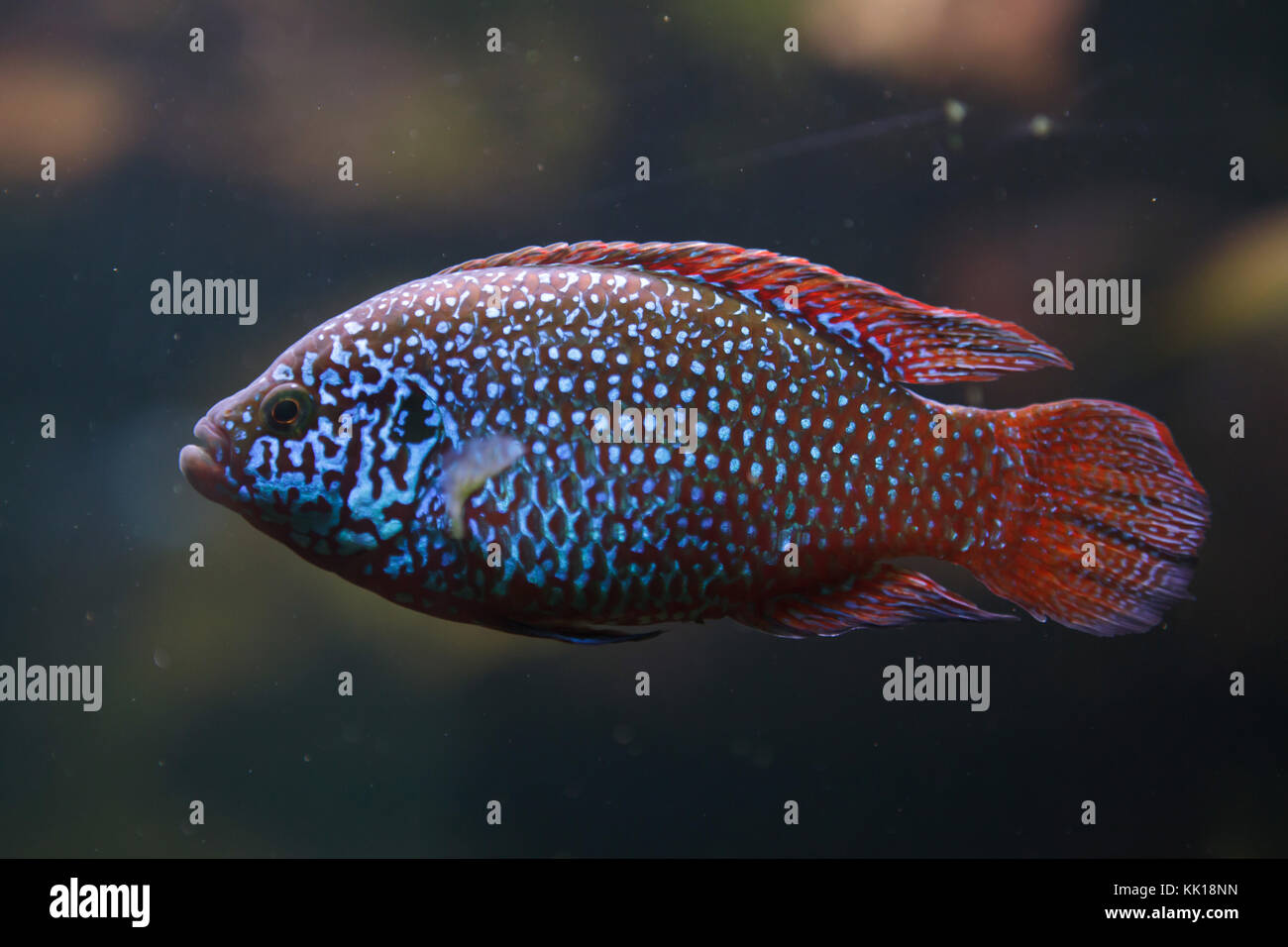 Afrikanische jewelfish (Hemichromis letourneuxi). Tropische Fische. Stockfoto