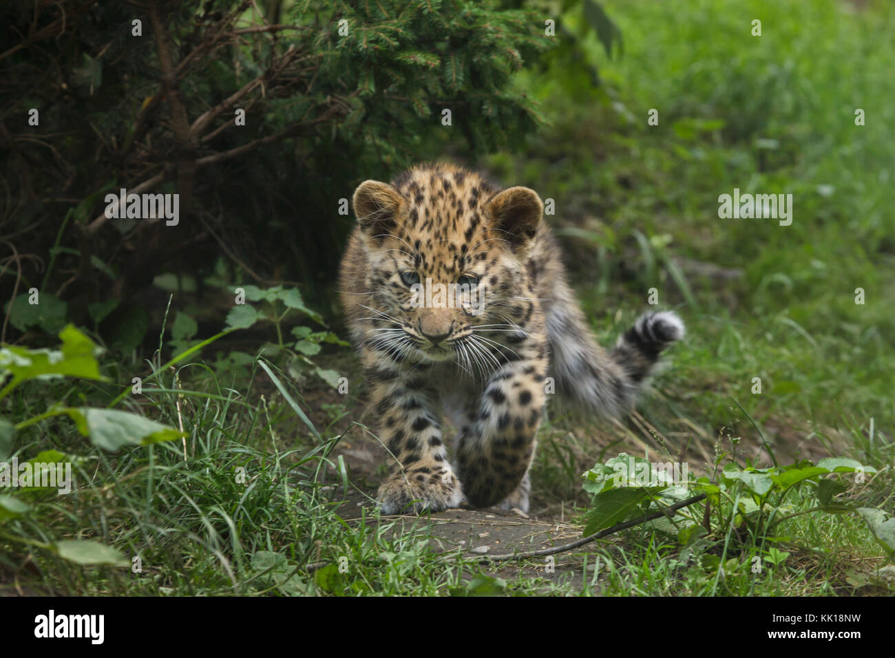 Drei Monate alte Amur Leopard (Panthera pardus orientalis) im Leipziger Zoo in Leipzig, Sachsen, Deutschland. Zwei Amur Leoparden namens Akeno und Zivon wurden am 22. April 2017 geboren. Stockfoto