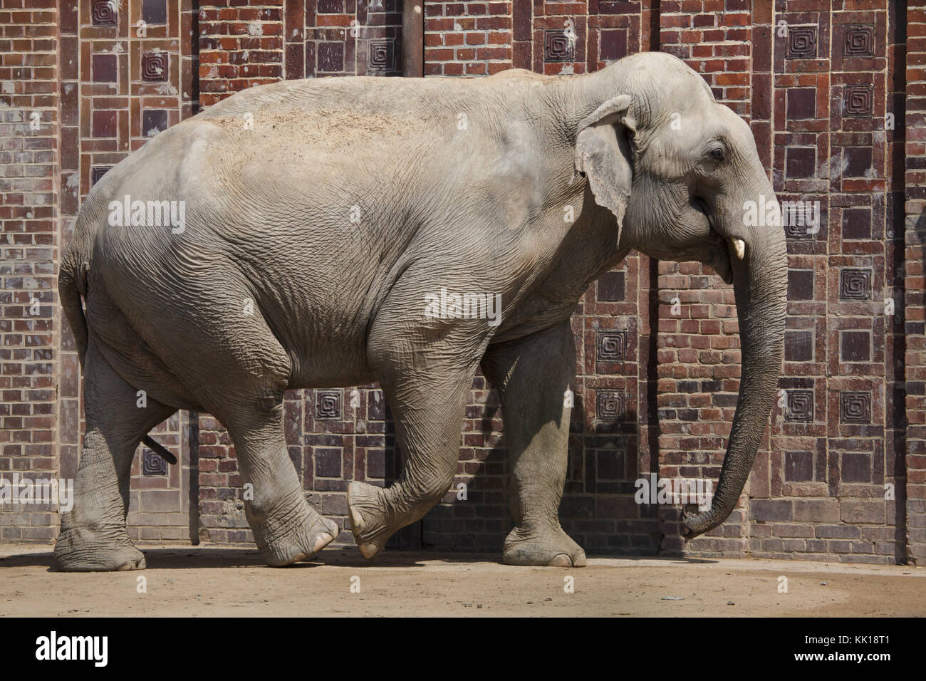 Indischer Elefant (Elephas maximus indicus) im Leipziger Zoo in Leipzig, Sachsen, Deutschland. Stockfoto