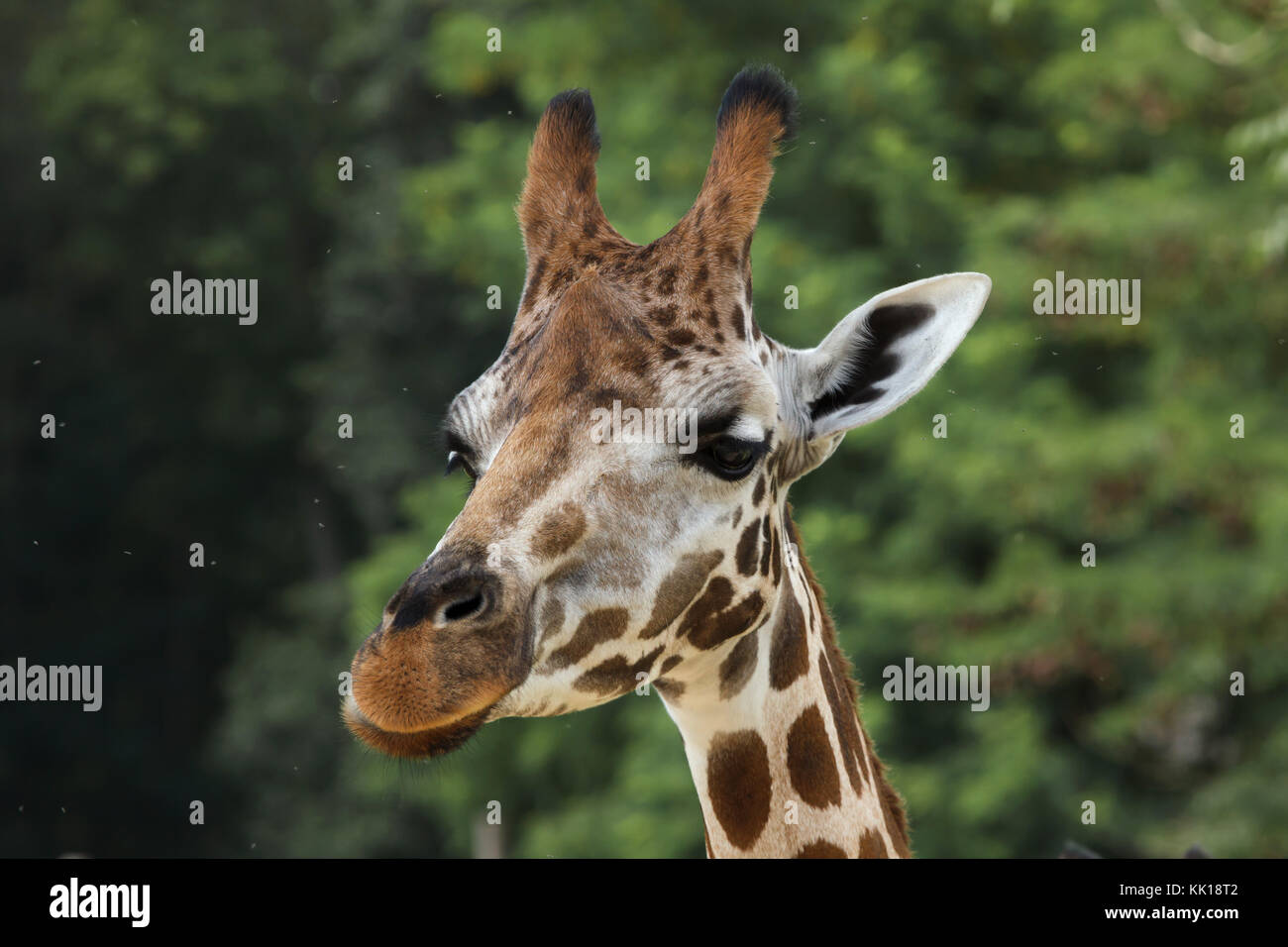 Rothschild's Giraffe (Giraffa Camelopardalis victoriae). Stockfoto