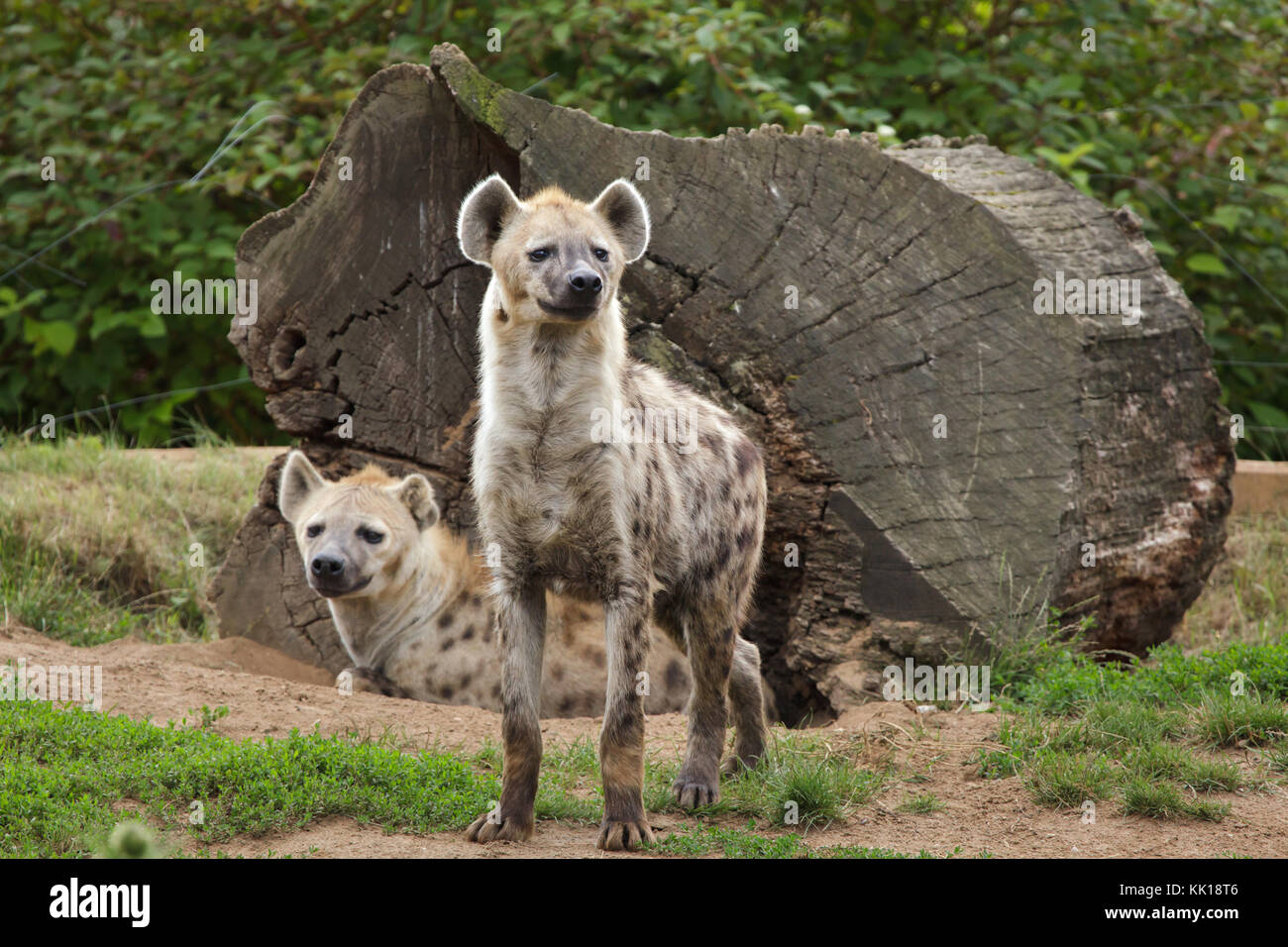 Gefleckte Hyänen (Crocuta Crocuta), auch bekannt als der lachende Hyäne. Stockfoto