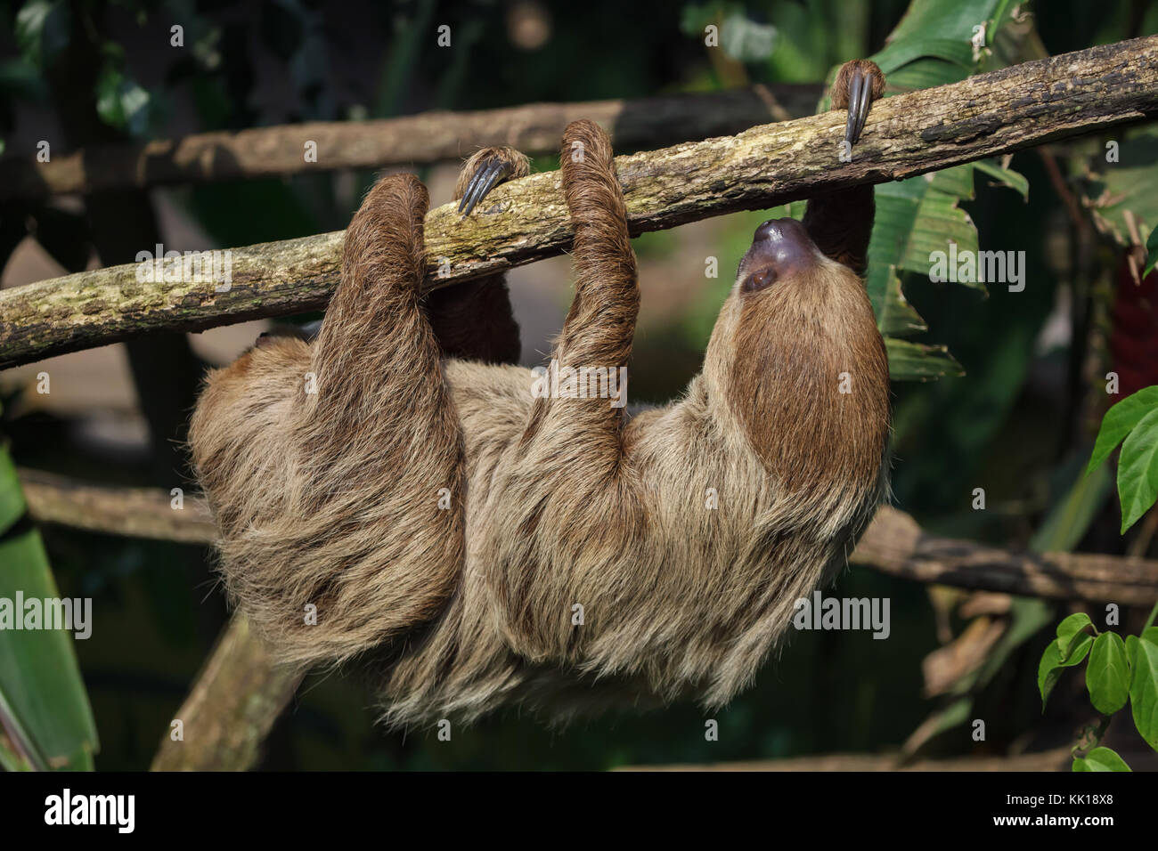 Linnés zwei – Finger Faultier (Choloepus Didactylus), auch bekannt als die südlichen zwei – Finger Faultier. Stockfoto