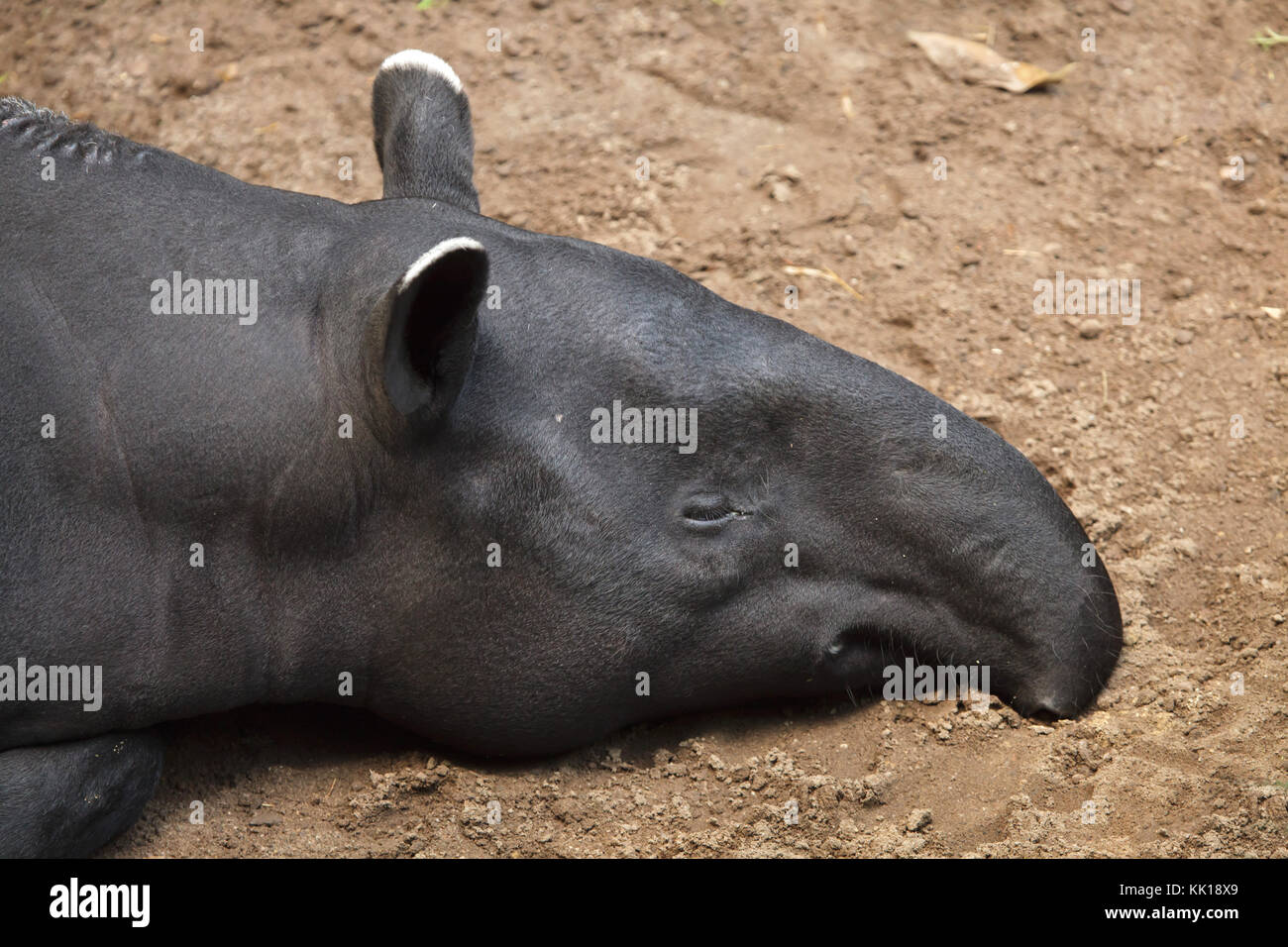 Malaiische Tapir (Tapirus Indicus), auch bekannt als der asiatischen Tapir. Stockfoto