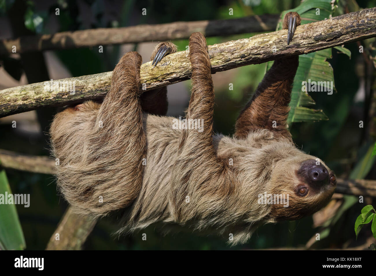 Linnés zwei – Finger Faultier (Choloepus Didactylus), auch bekannt als die südlichen zwei – Finger Faultier. Stockfoto