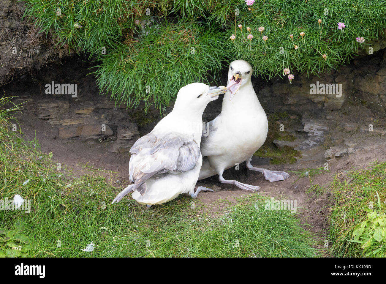 Northern Eissturmvogel (Fulmarus glacialis) erwachsenen Paar, Anzeigen gackern Anruf auf einer Klippe Ledge, skirza Kopf, Schottland, Großbritannien Stockfoto