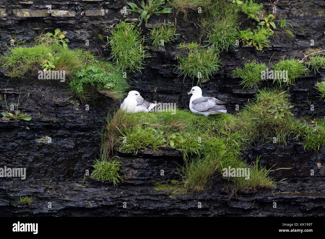 Northern Eissturmvogel (Fulmarus glacialis) erwachsenen Paar, Nesting auf Klippe Ledge, skirza Kopf, Schottland, Großbritannien Stockfoto