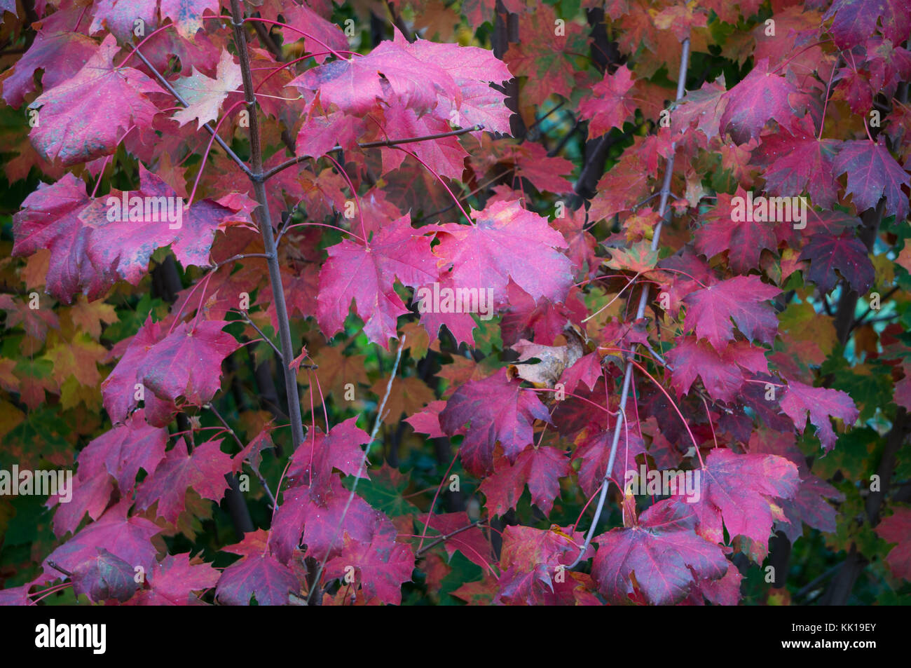 Blätter, die im tiefen Herbst Farben Stockfoto