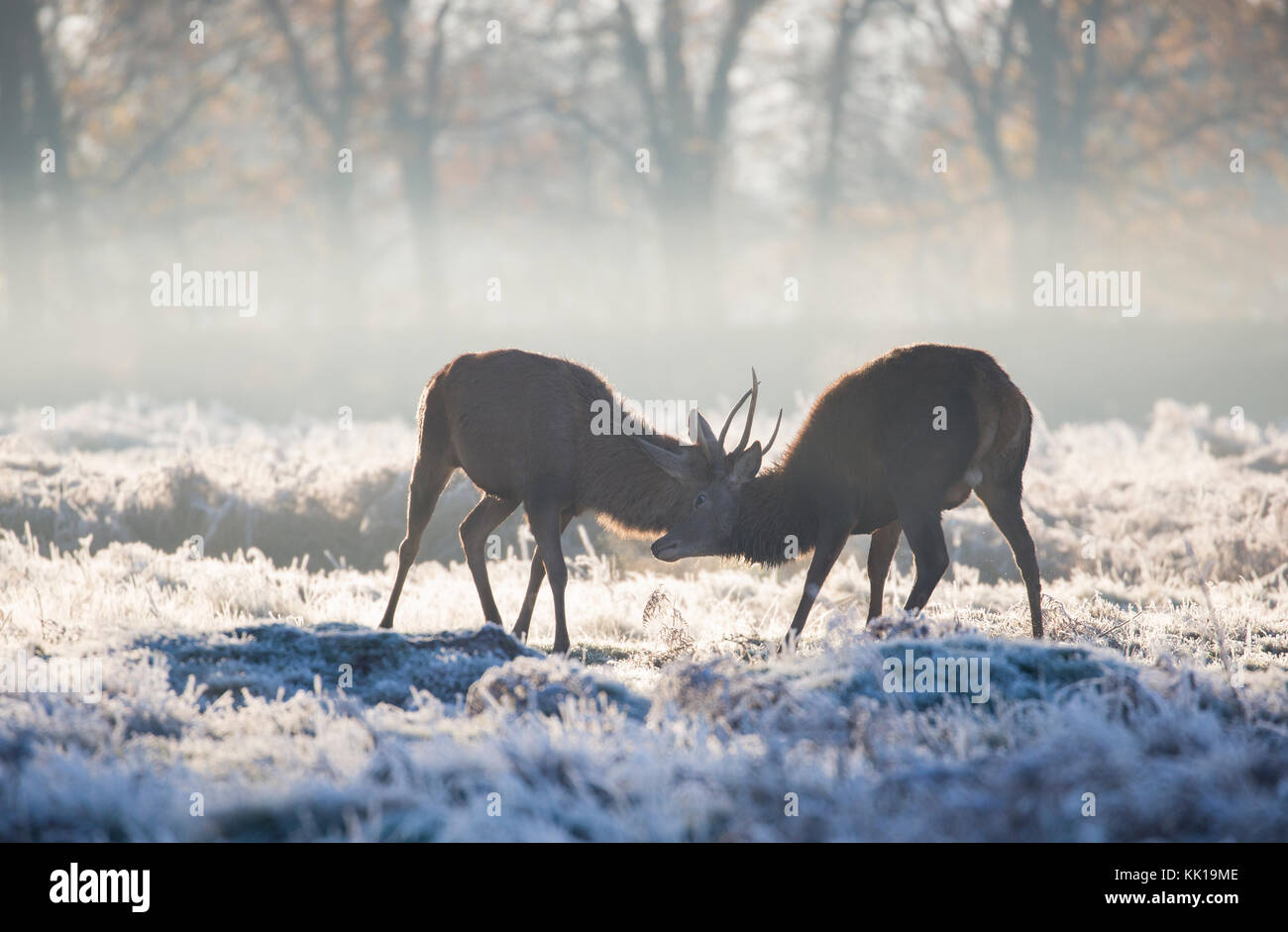 In einer kalten, frostigen Morgen, zwei Rotwild Hirsche mit einer Furche. zurück gesehen durch die Sonne durch eine dünne Decke von Nebel leuchtet. Bushy Park, London, UK Stockfoto
