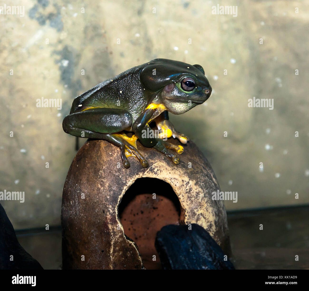 Eine herrliche Laubfrosch (litoria splendida), die australische venom Zoo, coondoo Street, kuranda, Queensland, Australien Stockfoto