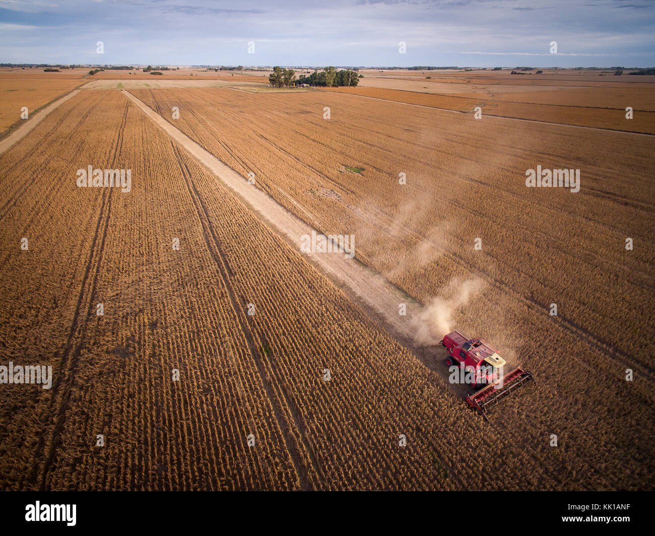 Maisernte in Buenos Aires, Argentinien Stockfoto