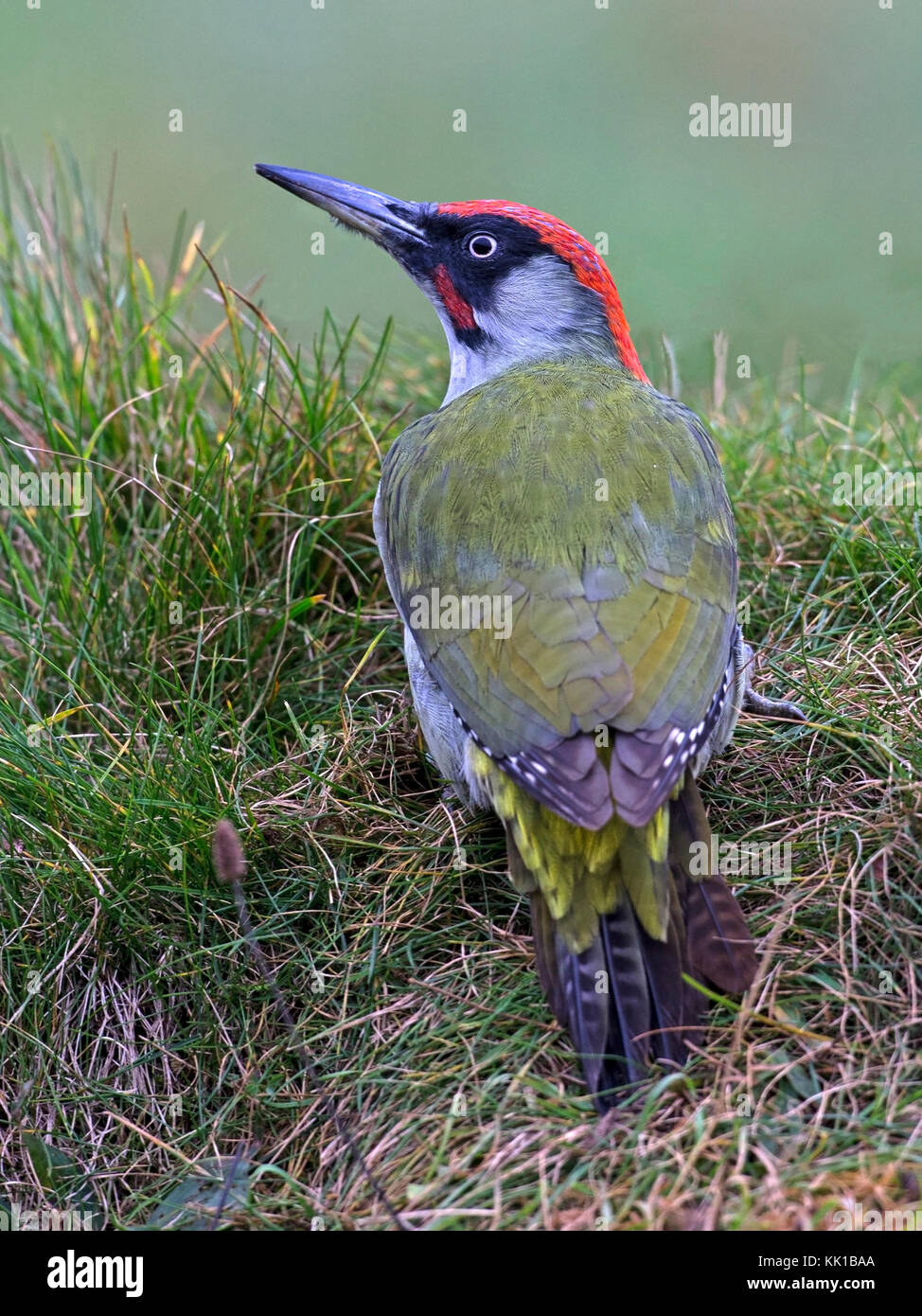 Europäische Grünspecht stehend Stockfoto