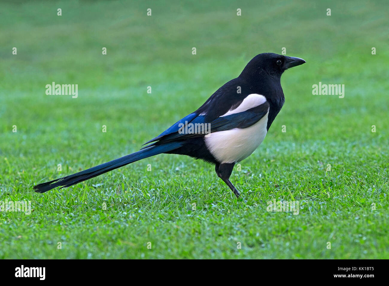 Europäische magpie am Boden steht Stockfoto