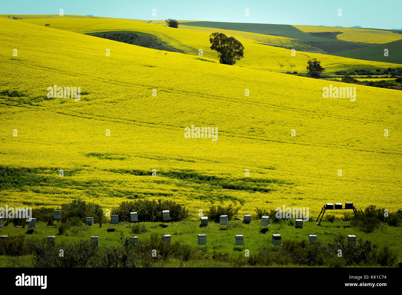 Canola Felder auf sanften Hügeln mit Bienenvölker Stockfoto