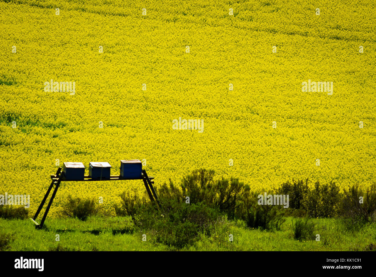 Canola Felder mit Bienenvölker Stockfoto