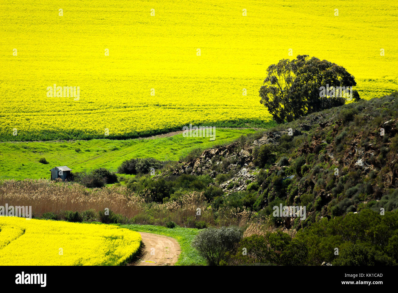 Canola Felder mit kleinen Hütte und Hügel Stockfoto