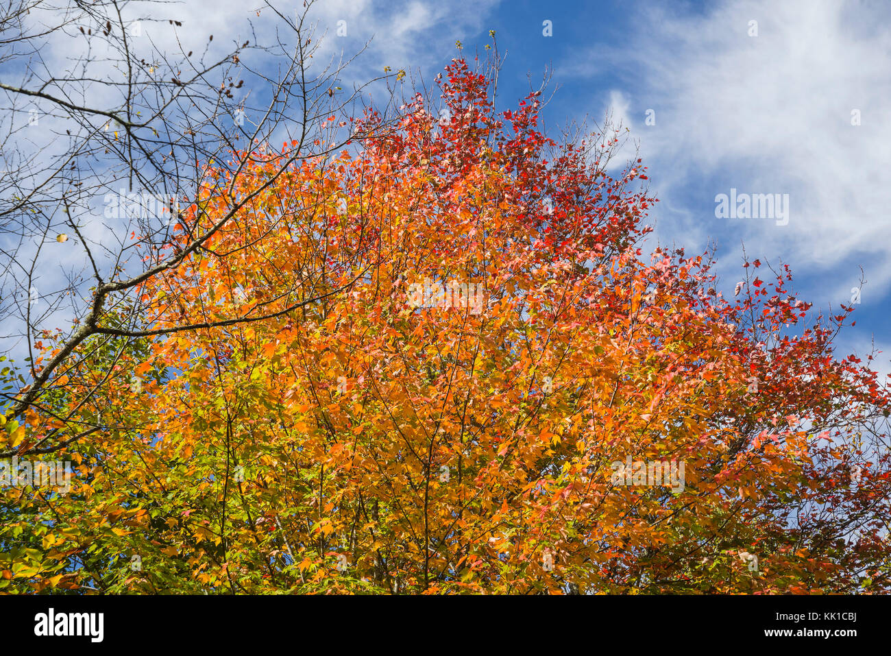 Great Smoky Mountains National Park. Stockfoto