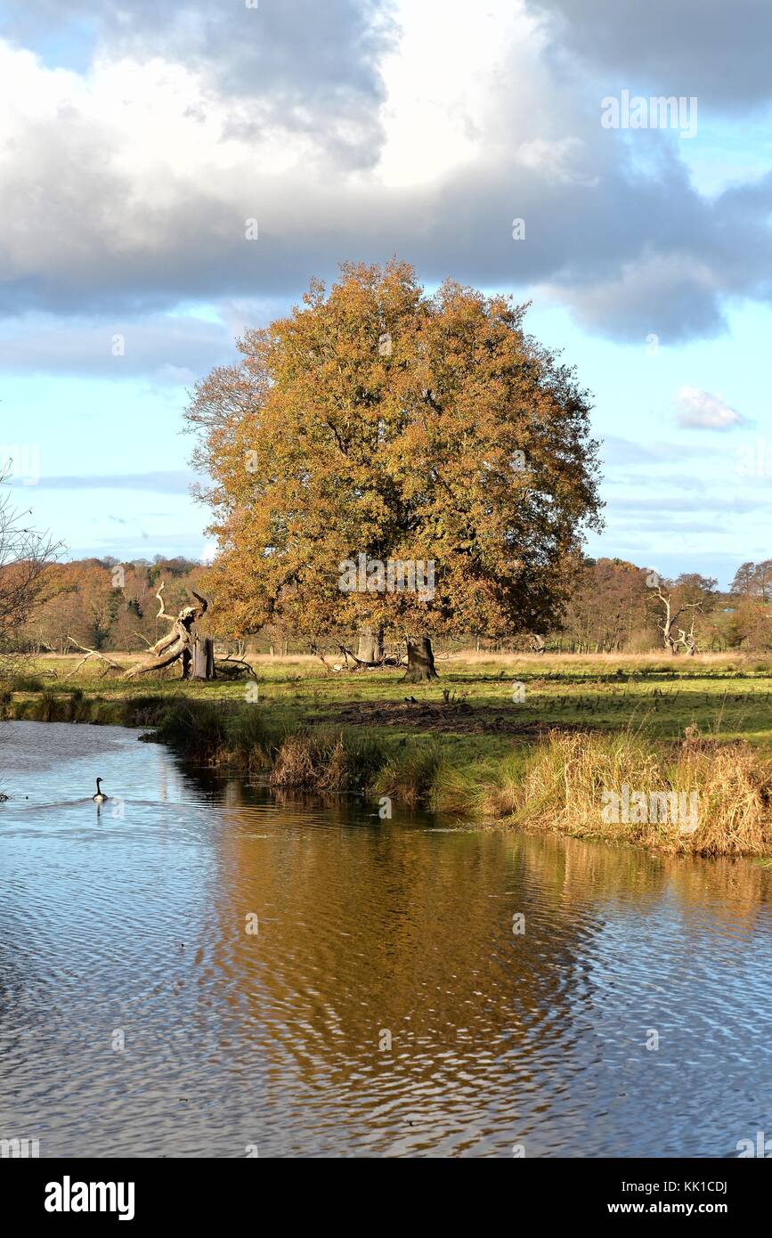 Single Englisch oak tree von einem Flußufer im Herbst Surrey England Großbritannien Stockfoto