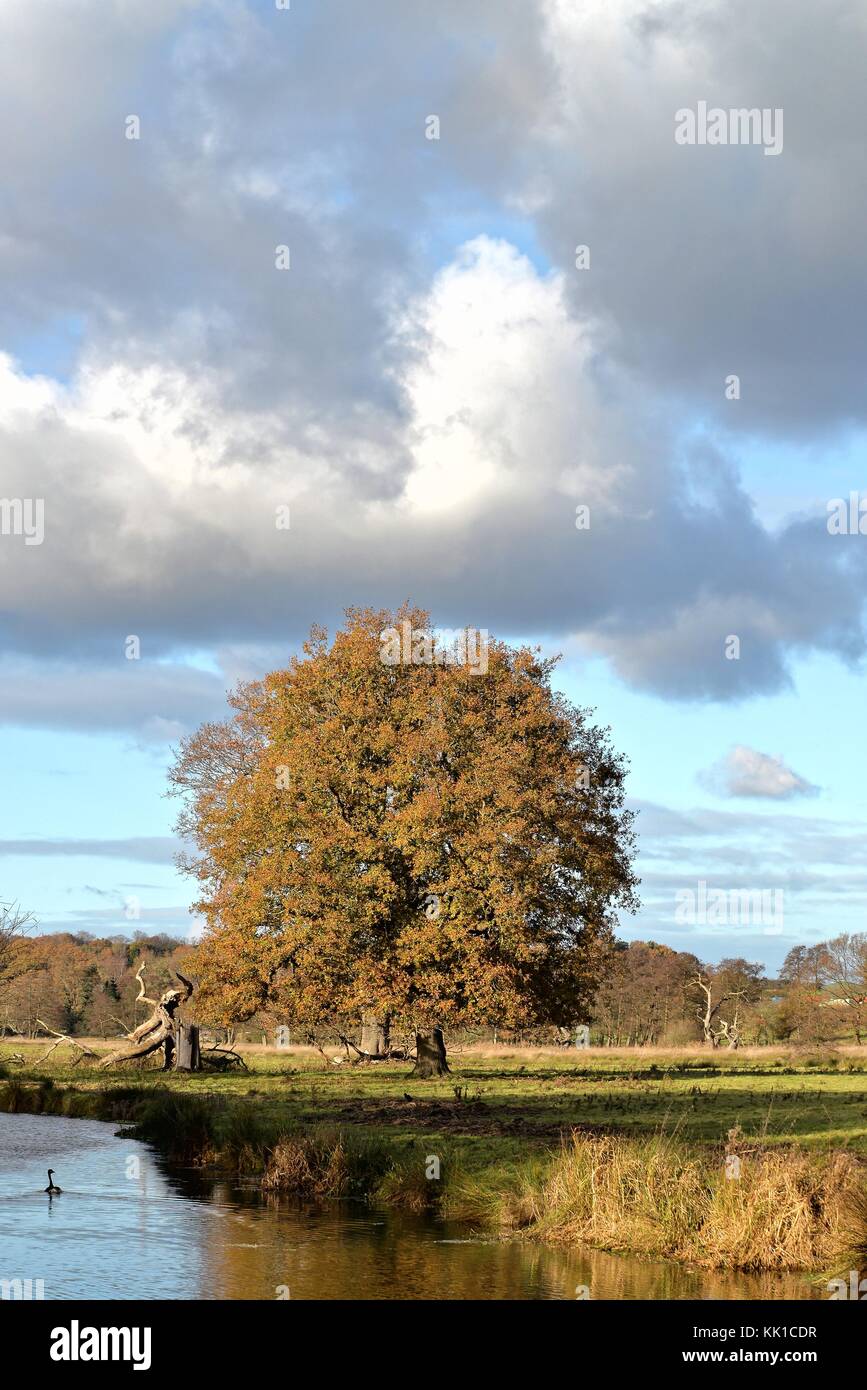 Single Englisch oak tree von einem Flußufer im Herbst Surrey England Großbritannien Stockfoto