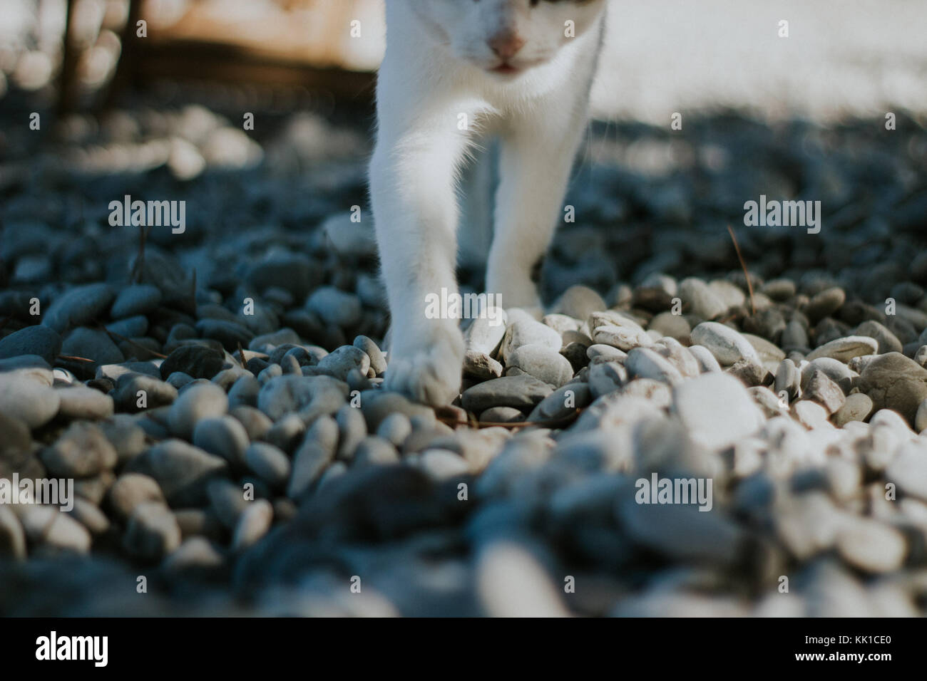 Cat Beine schließen bis zu Fuß am Strand in Richtung der Kamera Stockfoto