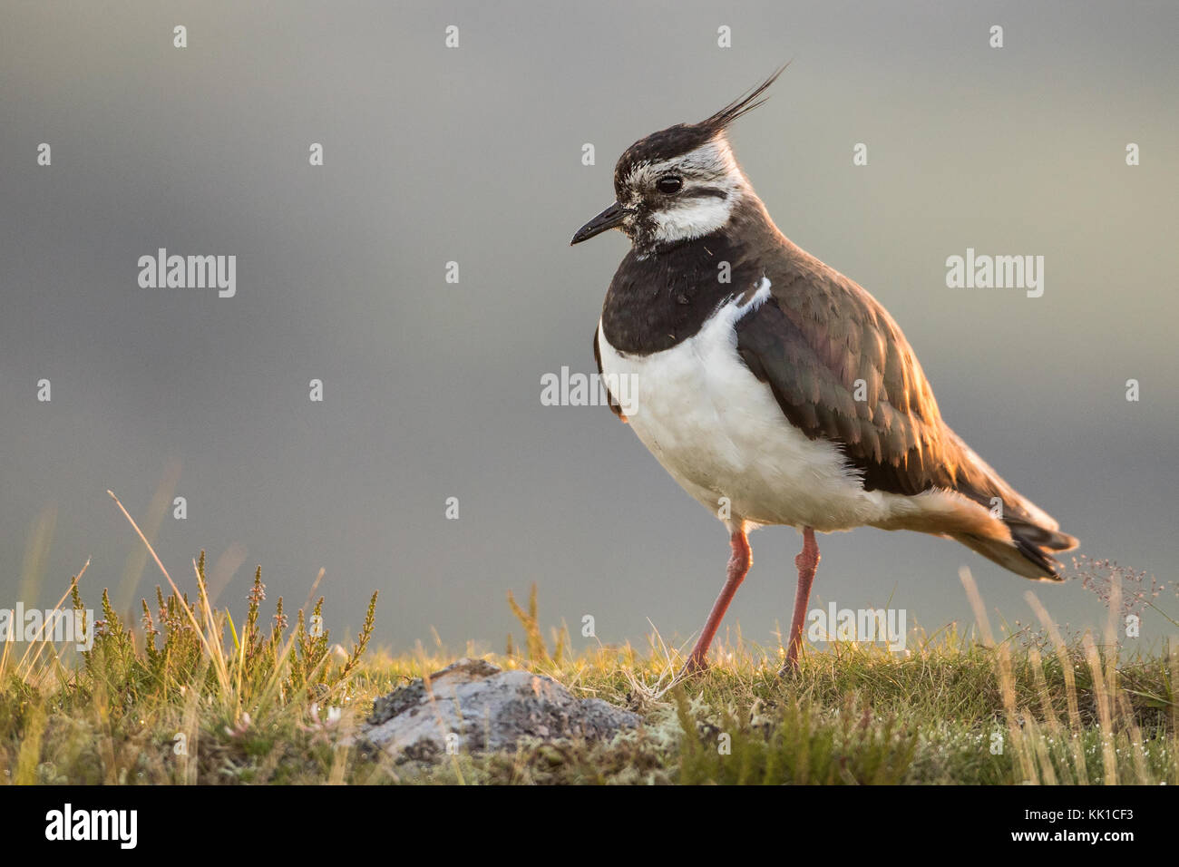 Peewit Kiebitz (Vanellus vanellus) in hinterleuchteten Sonnenaufgang standen auf den Damm, Grinton, Yorkshire, Großbritannien Stockfoto