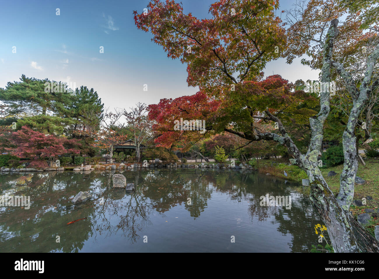 Momiji (Ahorn) Herbstliche Farben, Herbstlaub Teich Reflexionen an Maruyama Park (Maruyama-Kouen) in der Nähe von Yasaka Schrein, Kyoto, Japan Stockfoto