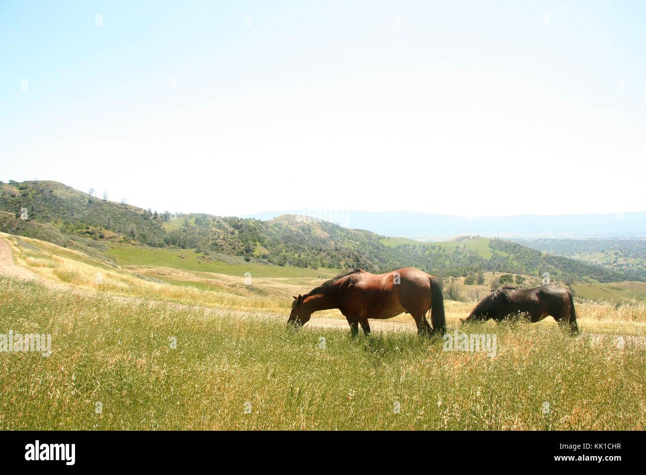 Zwei Pferde grasen in Los Padres National Forest, in der Nähe von Santa Barbara, Kalifornien. Stockfoto