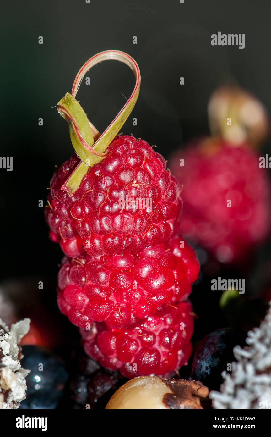 Schlehe, Brombeere, Heidelbeere und Himbeere Obst in einem Spieß einen Kuchen zu verzieren Stockfoto