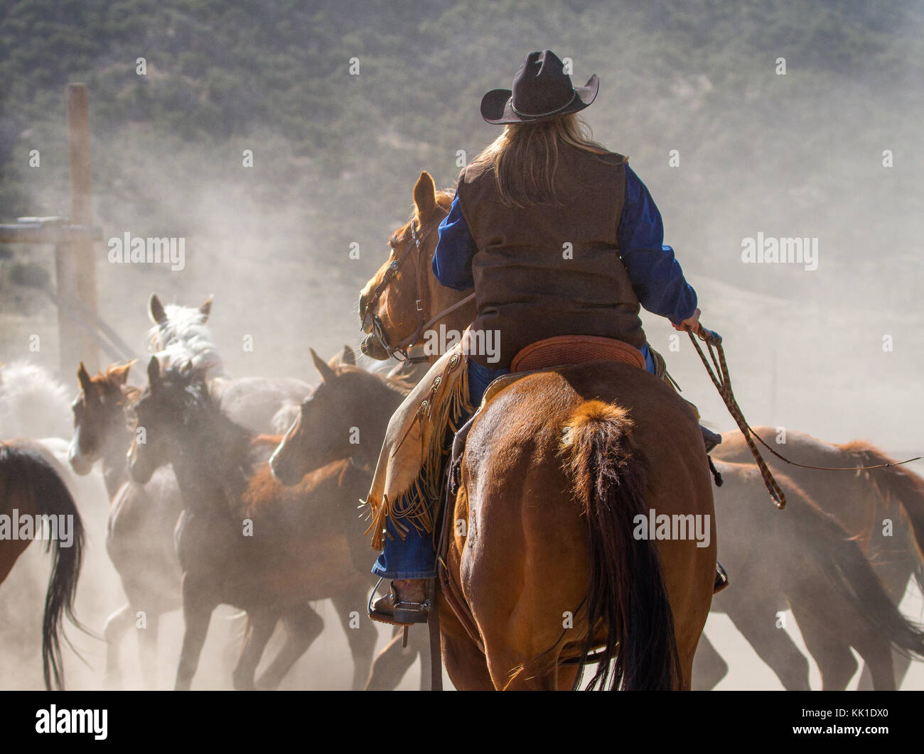 Ein Cowboy bewegt sich Pferde in einer Hürde im fernen Nordwesten von Colorado in den USA. Stockfoto