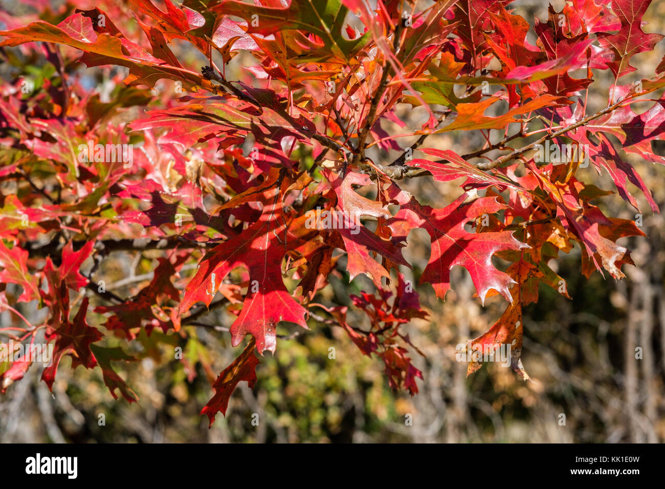 Nahaufnahme der Stift Eiche, Quercus palustris, Blätter im Herbst rote Farbe. Oklahoma, USA. Stockfoto