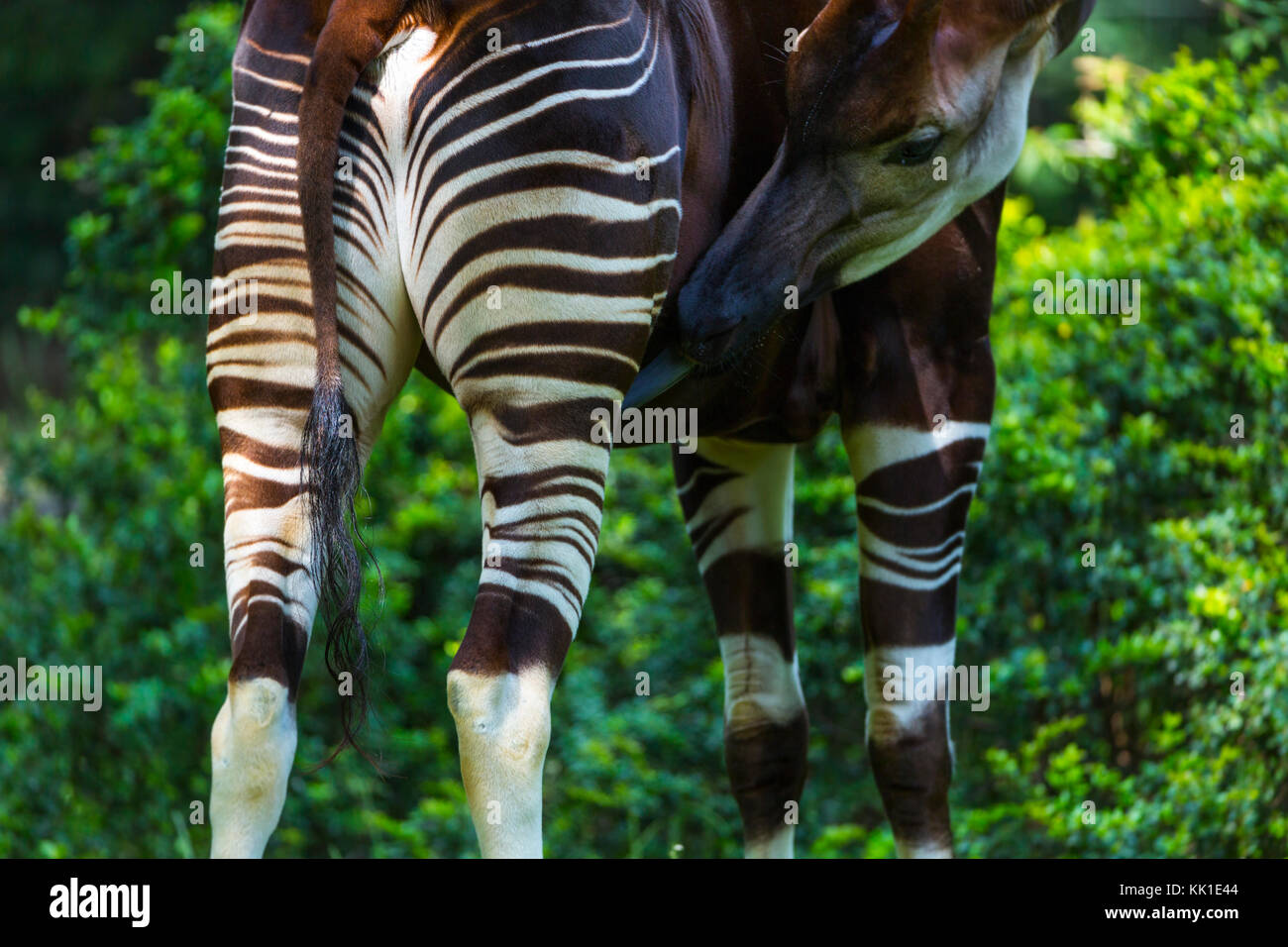 Okapi (Okapia johnstoni), Wald Giraffe oder zebra Giraffe Stockfoto