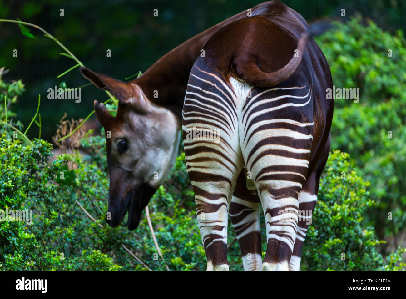 Okapi (Okapia johnstoni), Wald Giraffe oder zebra Giraffe Stockfoto