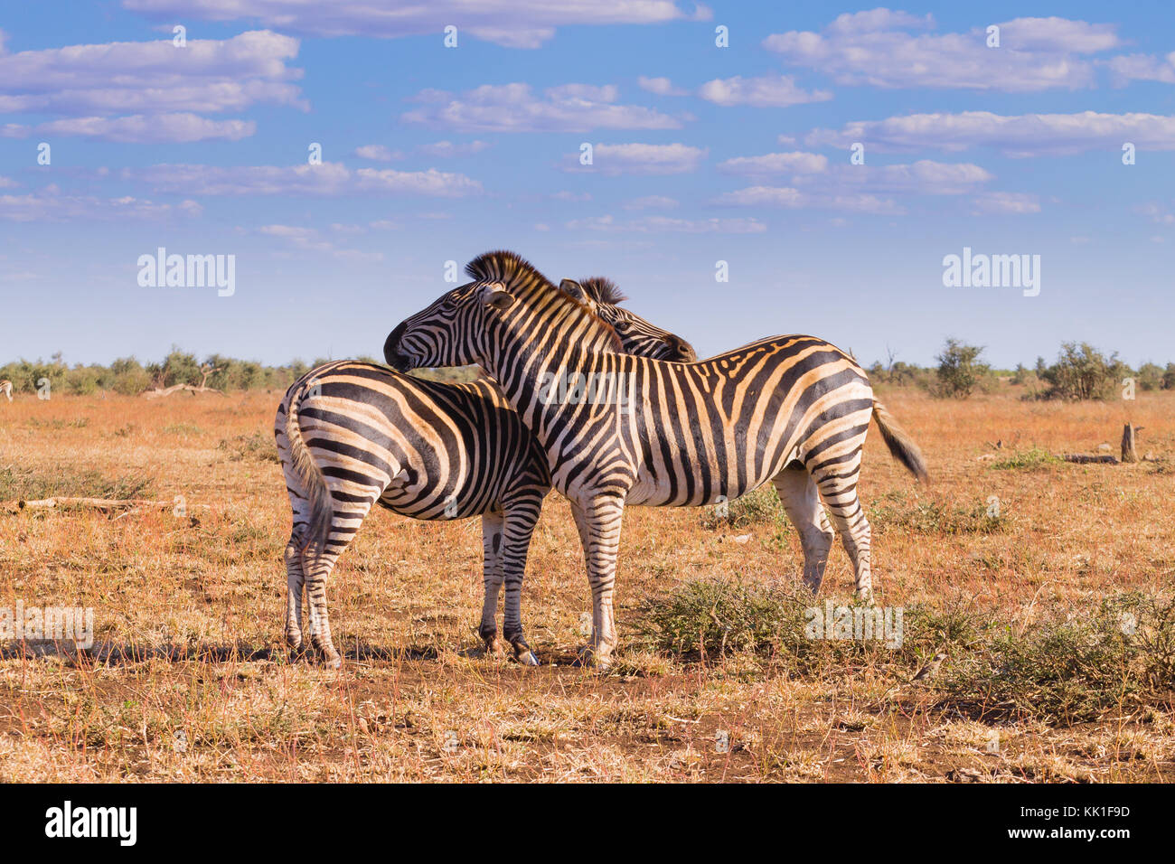 Paar Zebras vom Kruger Nationalpark. afrikanische Tierwelt. Equus quagga. Südafrika Stockfoto