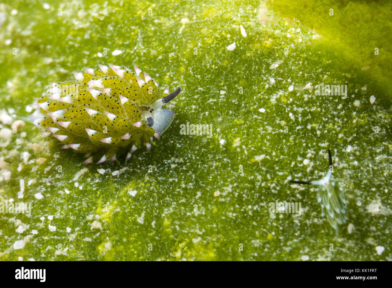 blatt-schafe-nacktschnecke-costasiella-kuroshimae-adorable-sea-slug