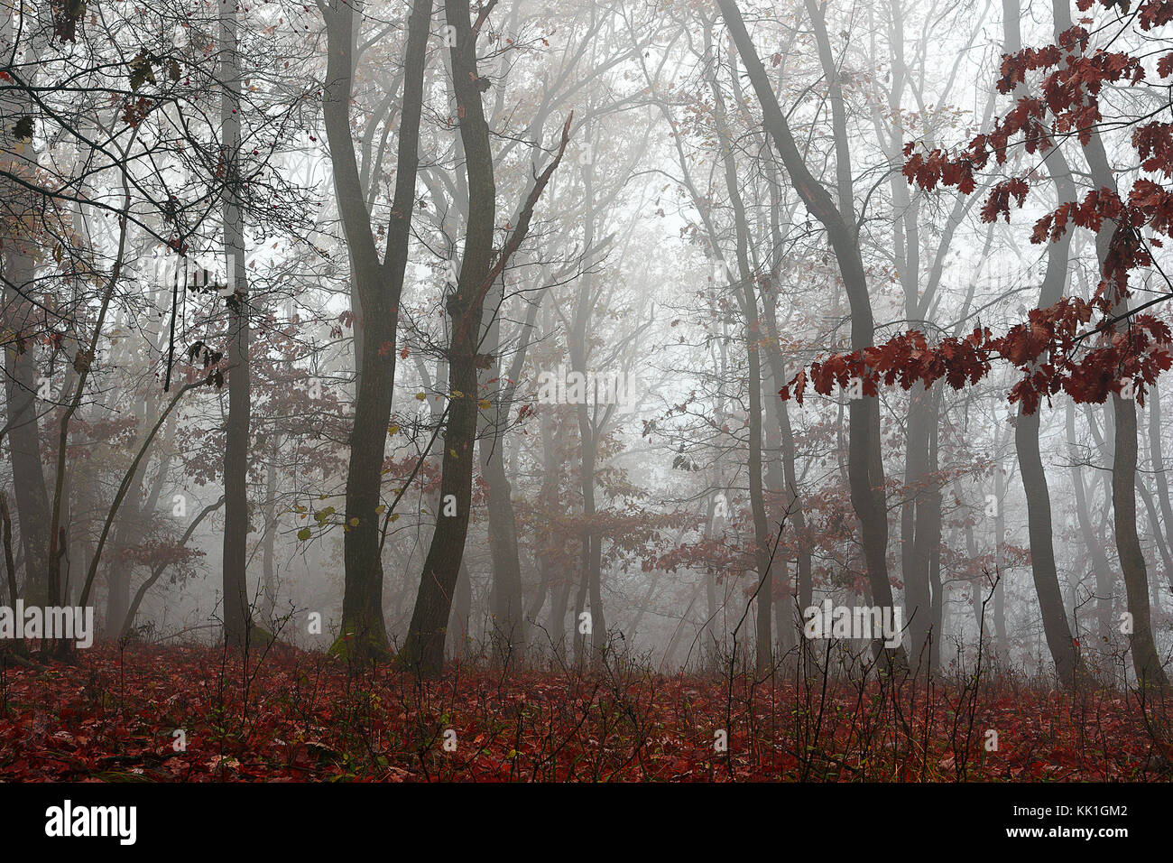 Wunderschönen Wald in nebligen Morgen, späten Herbst Bild Stockfoto